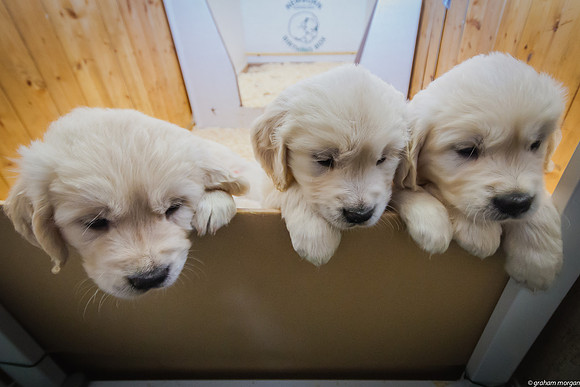 39 Days Old
