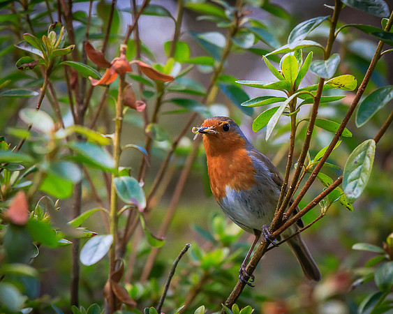 Robin (Erithacus rubecula)