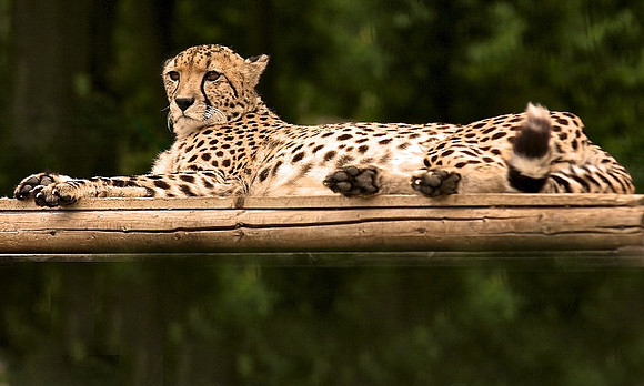 Cheetah