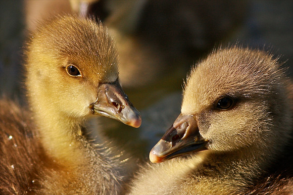 Goslings at Aberdare Park