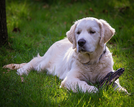 Griff (Morgold Magwitch)