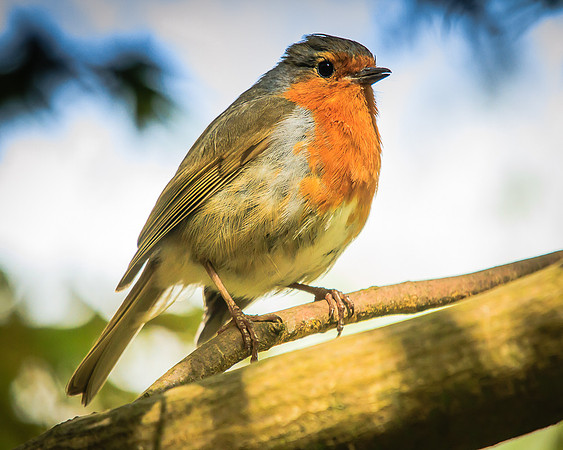 Robin (Erithacus rubecula)