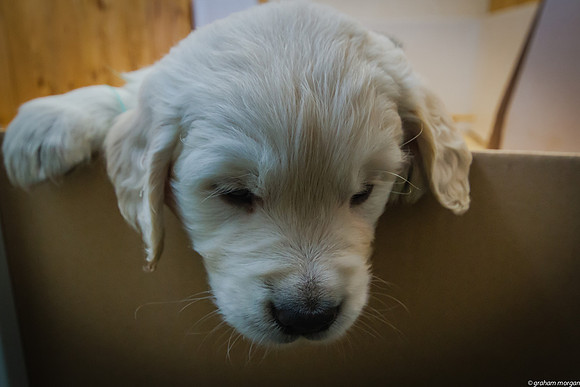 39 Days Old