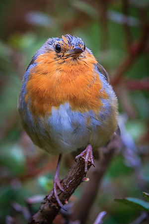 Robin (Erithacus rubecula)