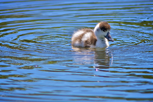 Goslings at Aberdare Park