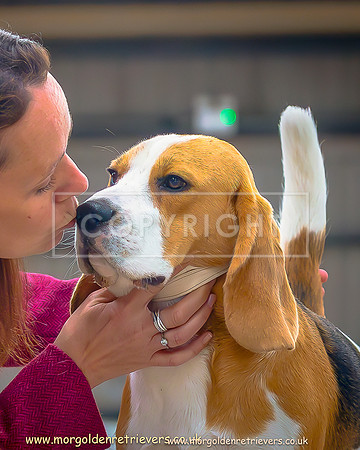 BEAGLE NON SPIT