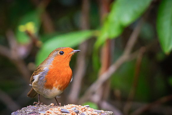 Robin (Erithacus rubecula)