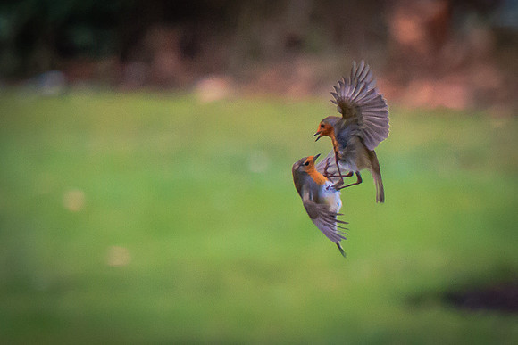 Robin (Erithacus rubecula)