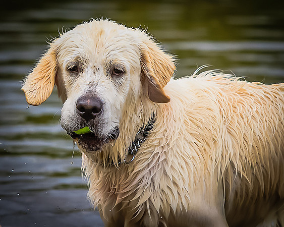 GRIFF AT THE DARE VALLEY COUNTRY PARK