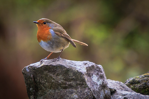 Robin (Erithacus rubecula)