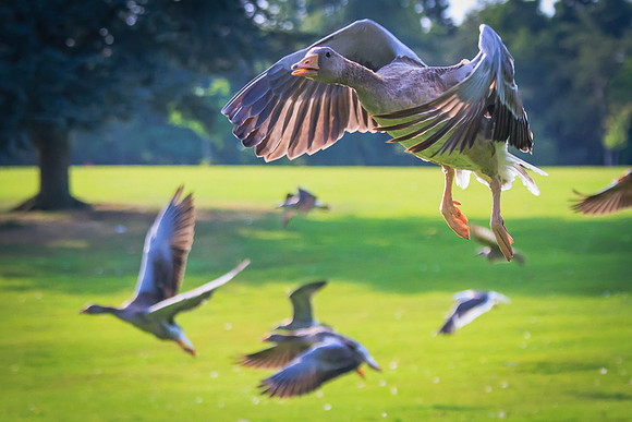 Embden Goose (Anser domesticus)(?)
