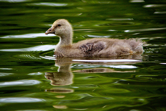 Goslings at Aberdare Park
