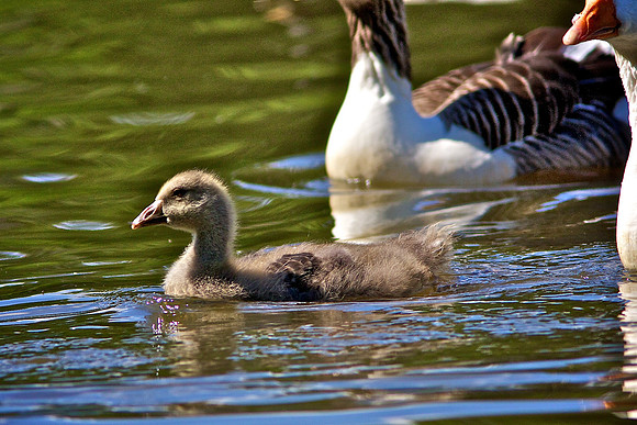 Goslings at Aberdare Park