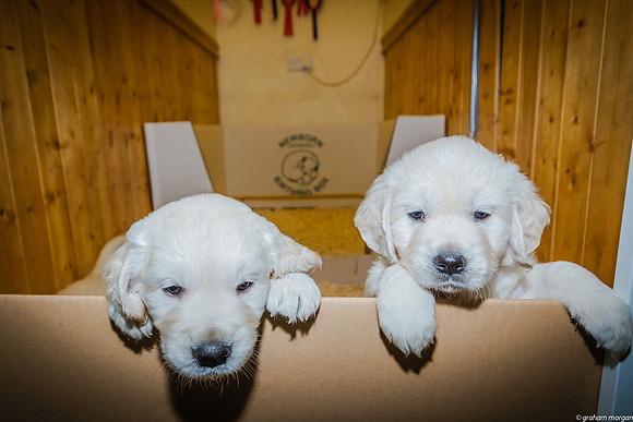 39 Days Old
